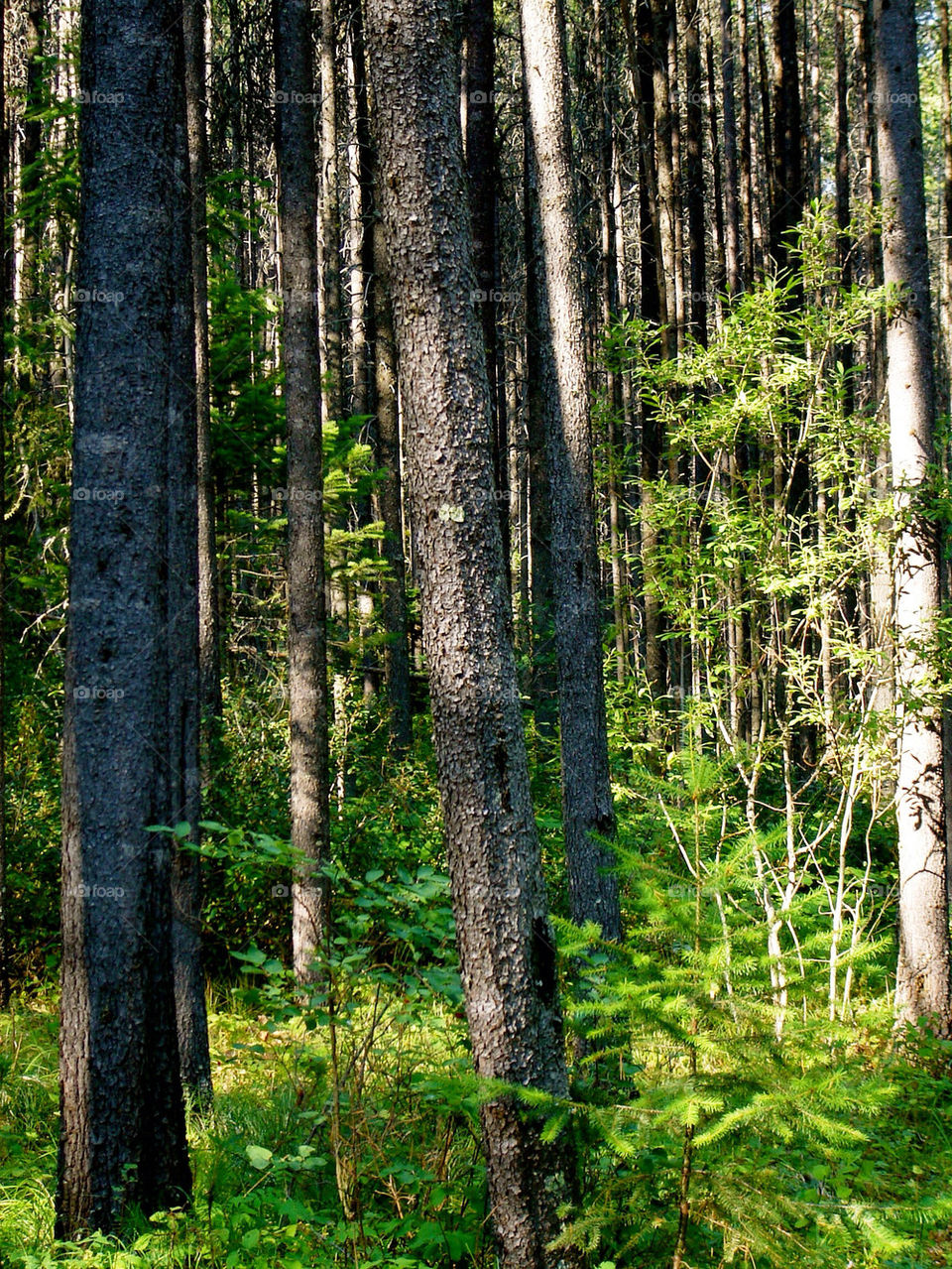 trees forest united states by refocusphoto