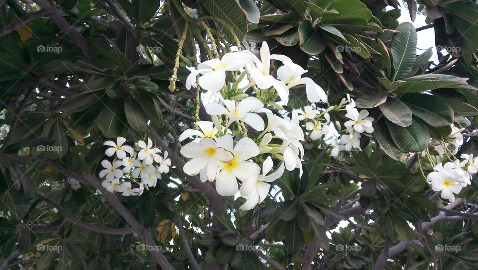 White flowers