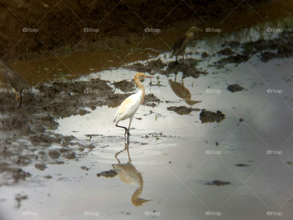 Egret