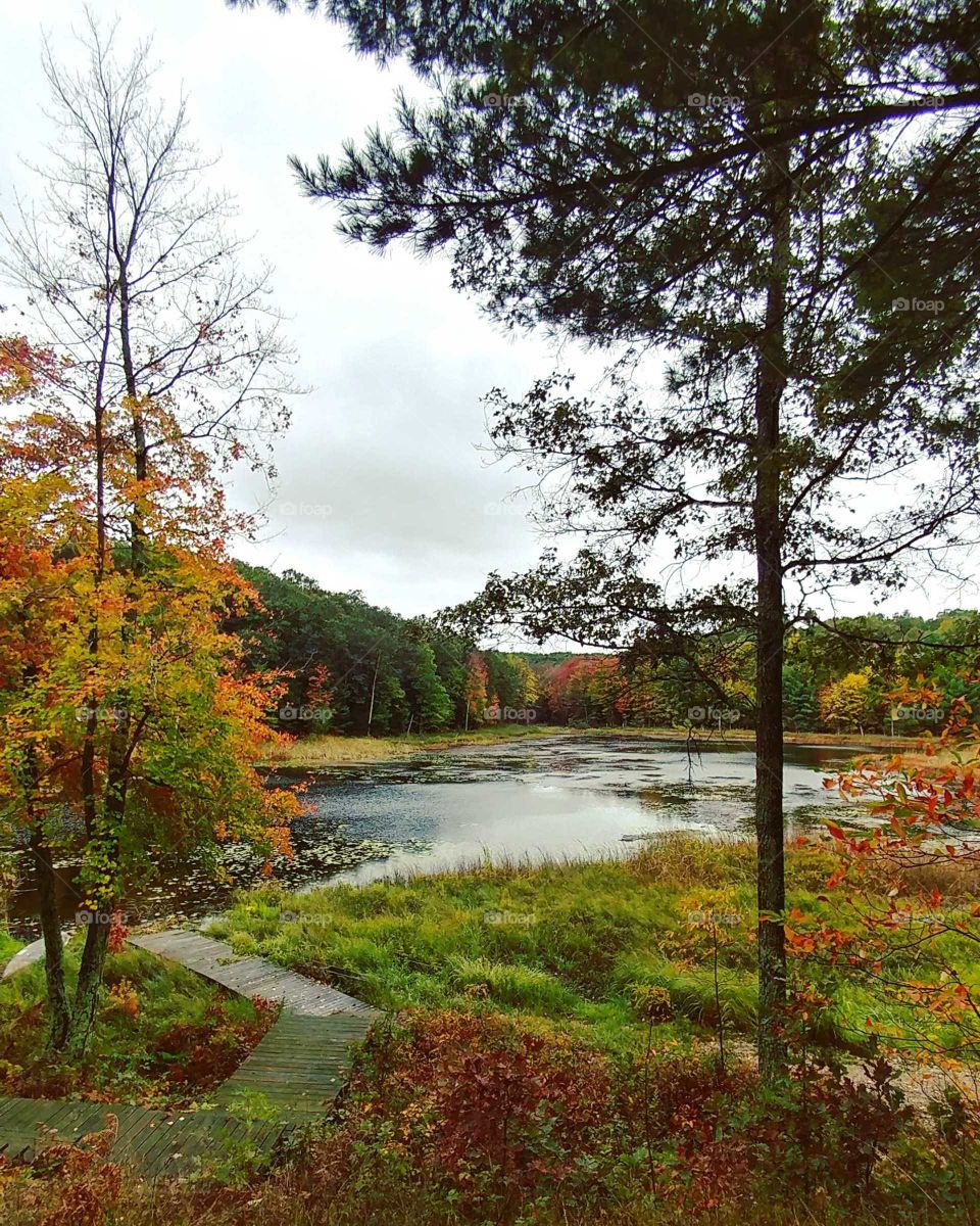 Fall, Tree, Landscape, Nature, Leaf