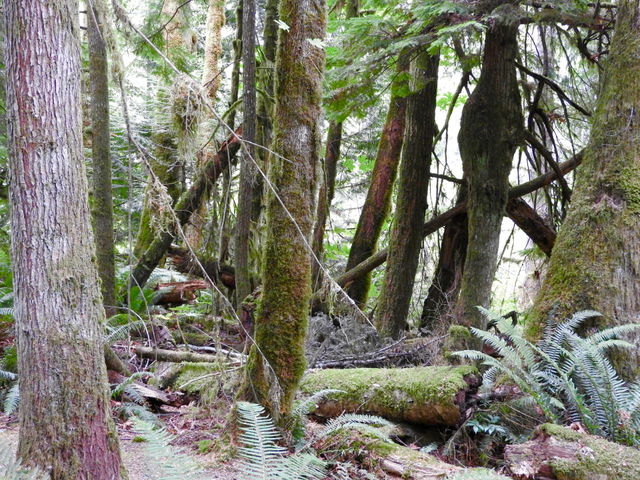 Magical Forest Vancouver Island
