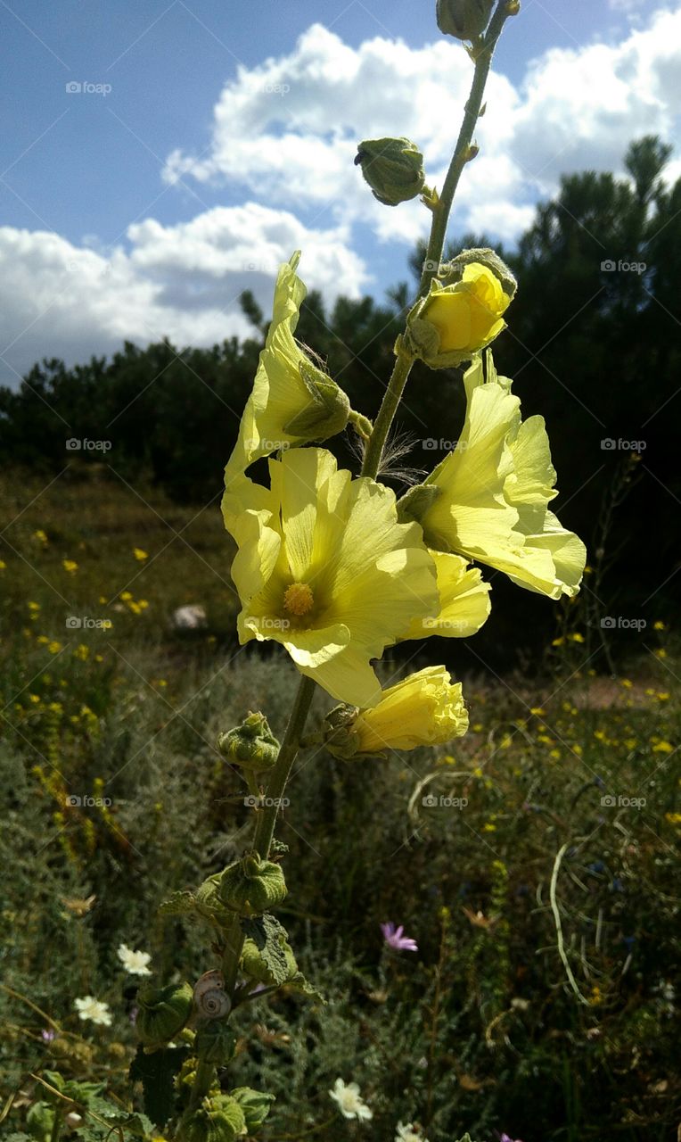 yellow mallow on the background of nature forest, blue sky and air clouds!