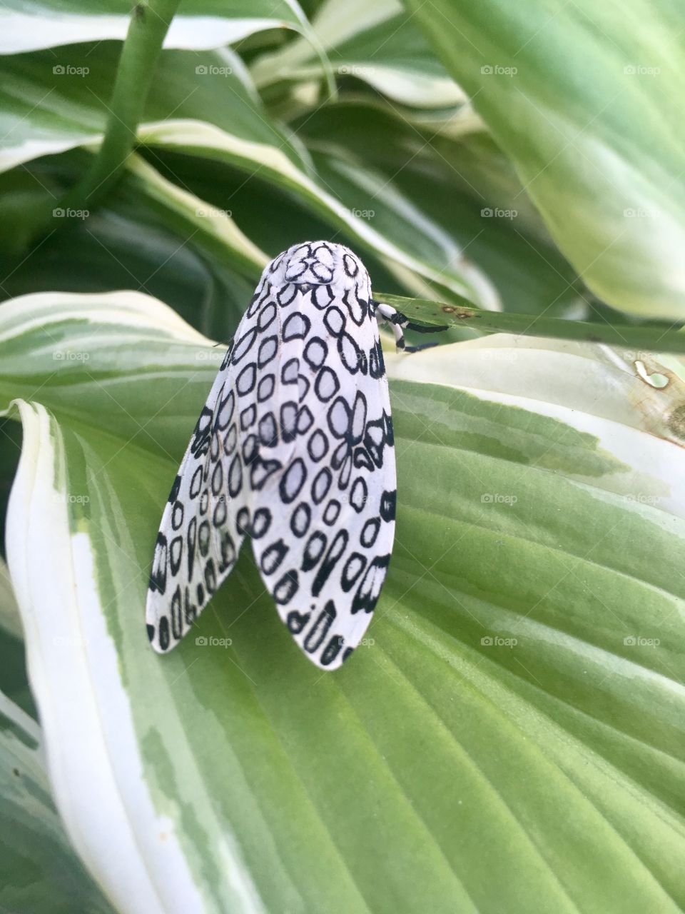 White Spotted Moth