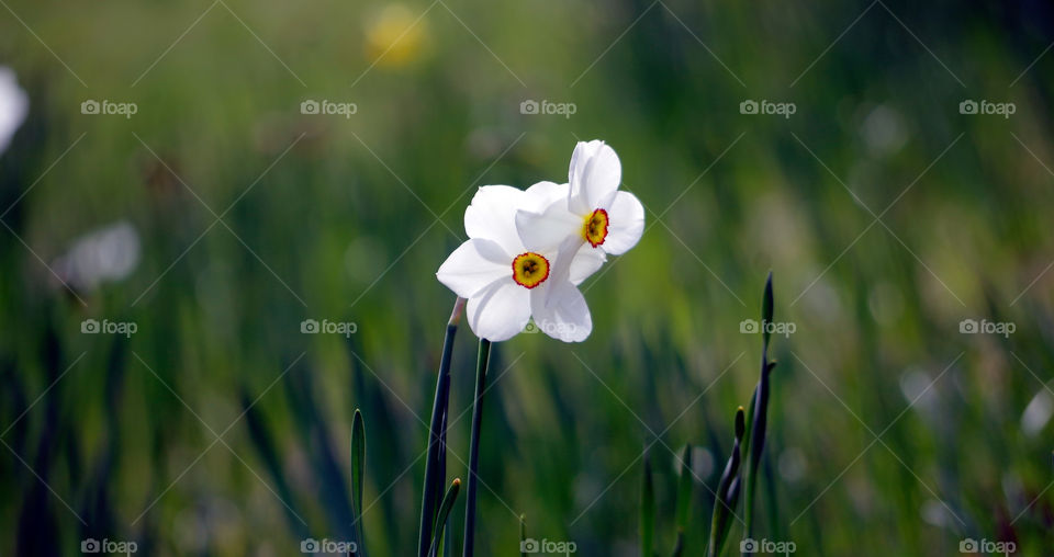 Closeup of daffodil growing outdoors in Berlin, Germany.