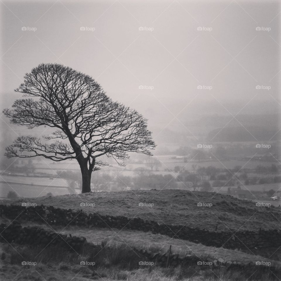 Lonely tree on landscape
