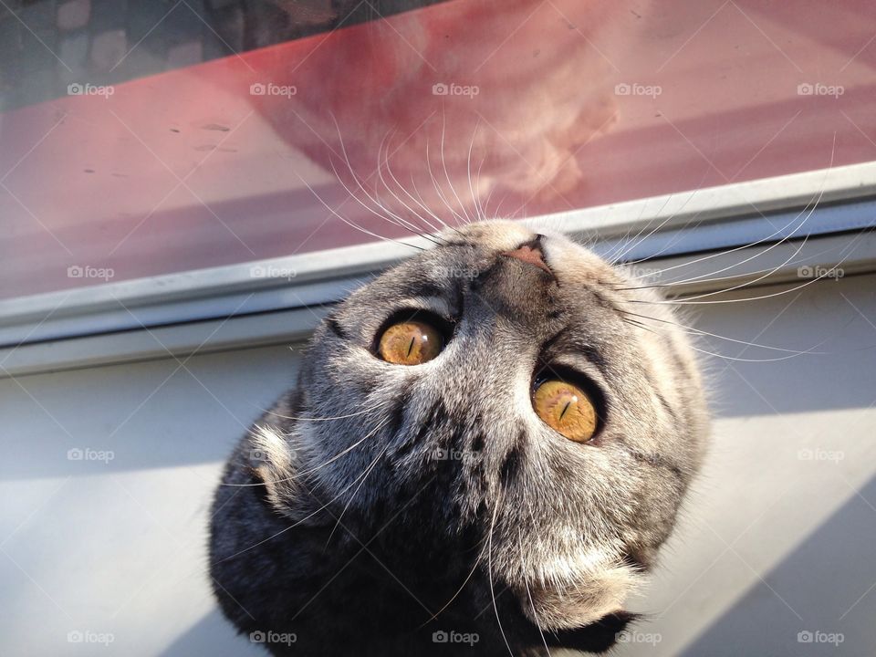 Scottish fold kitten with big eyes