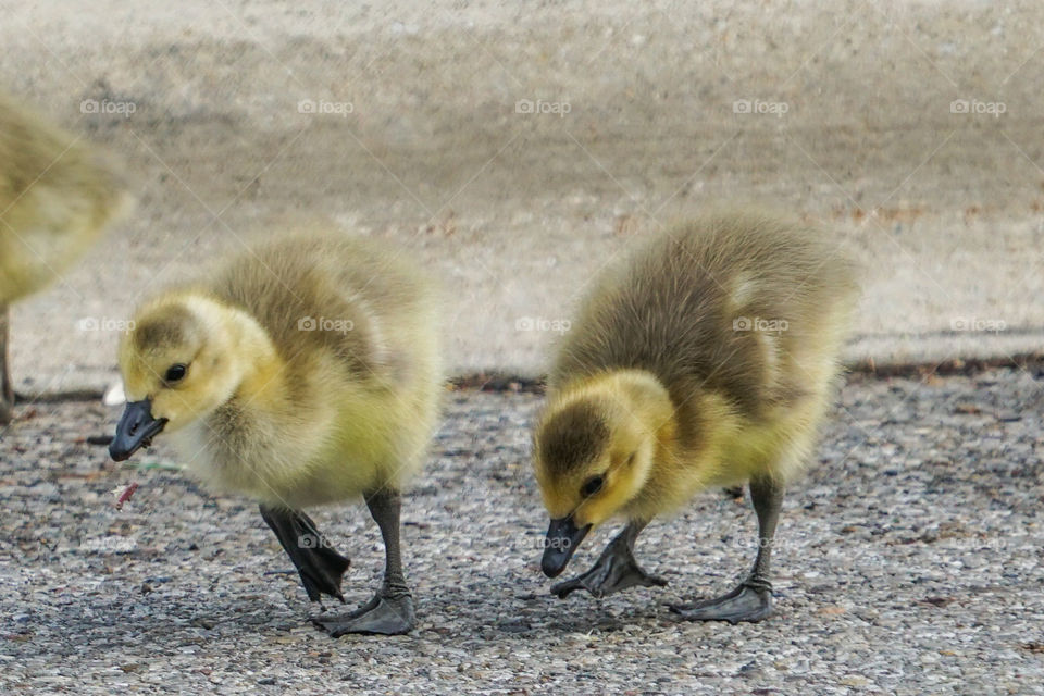 taking a walk