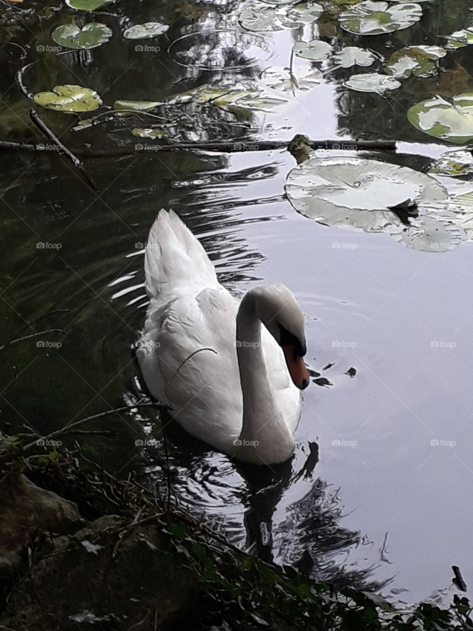 swan