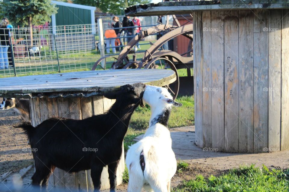 kissing goats