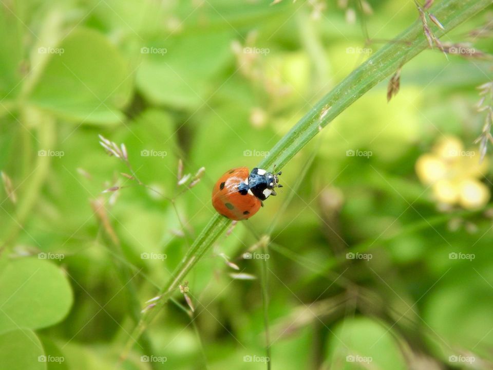 Ladybug closeup in green grass