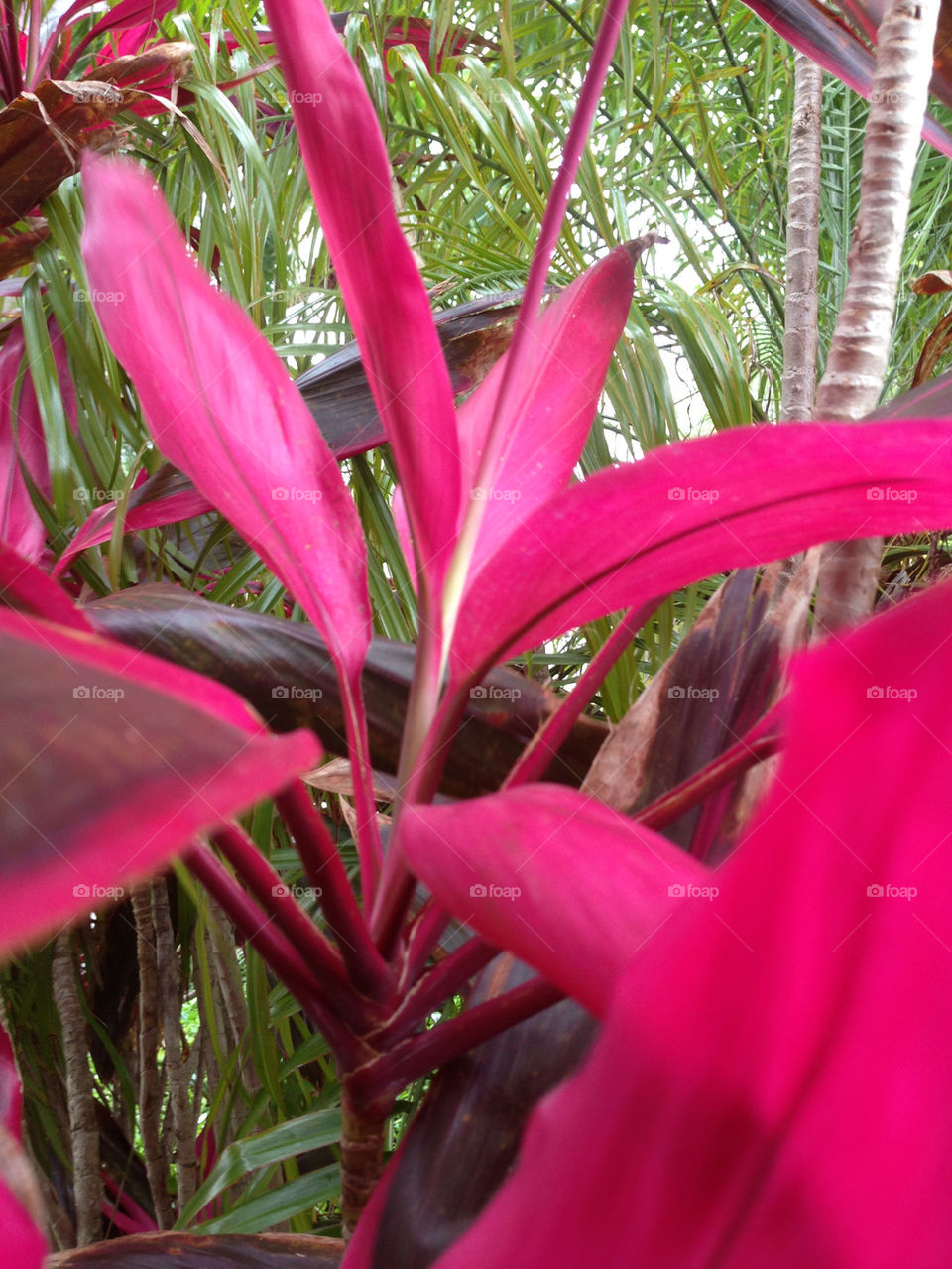 florida red flower cc vaca action by LAF