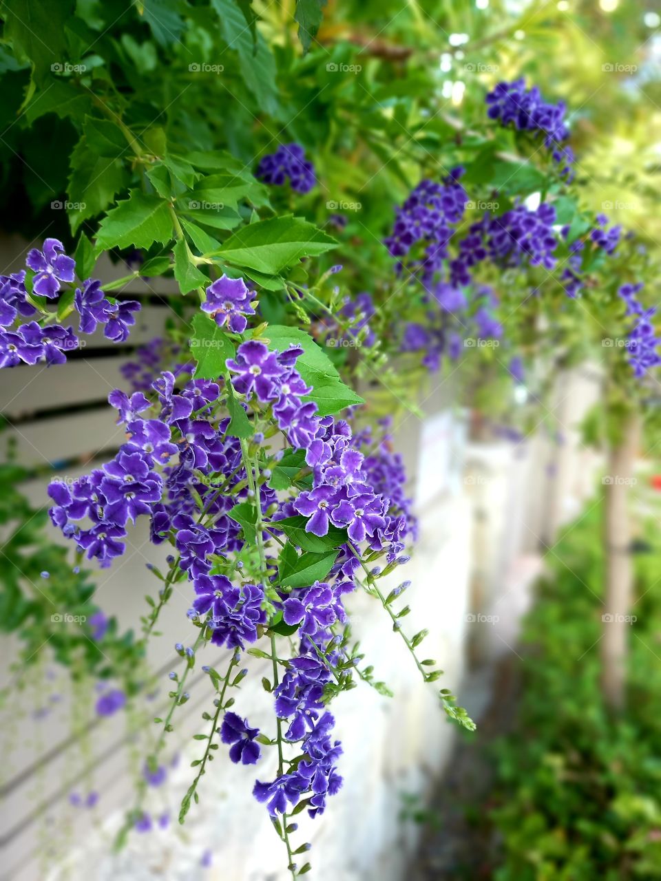 flowers and plants