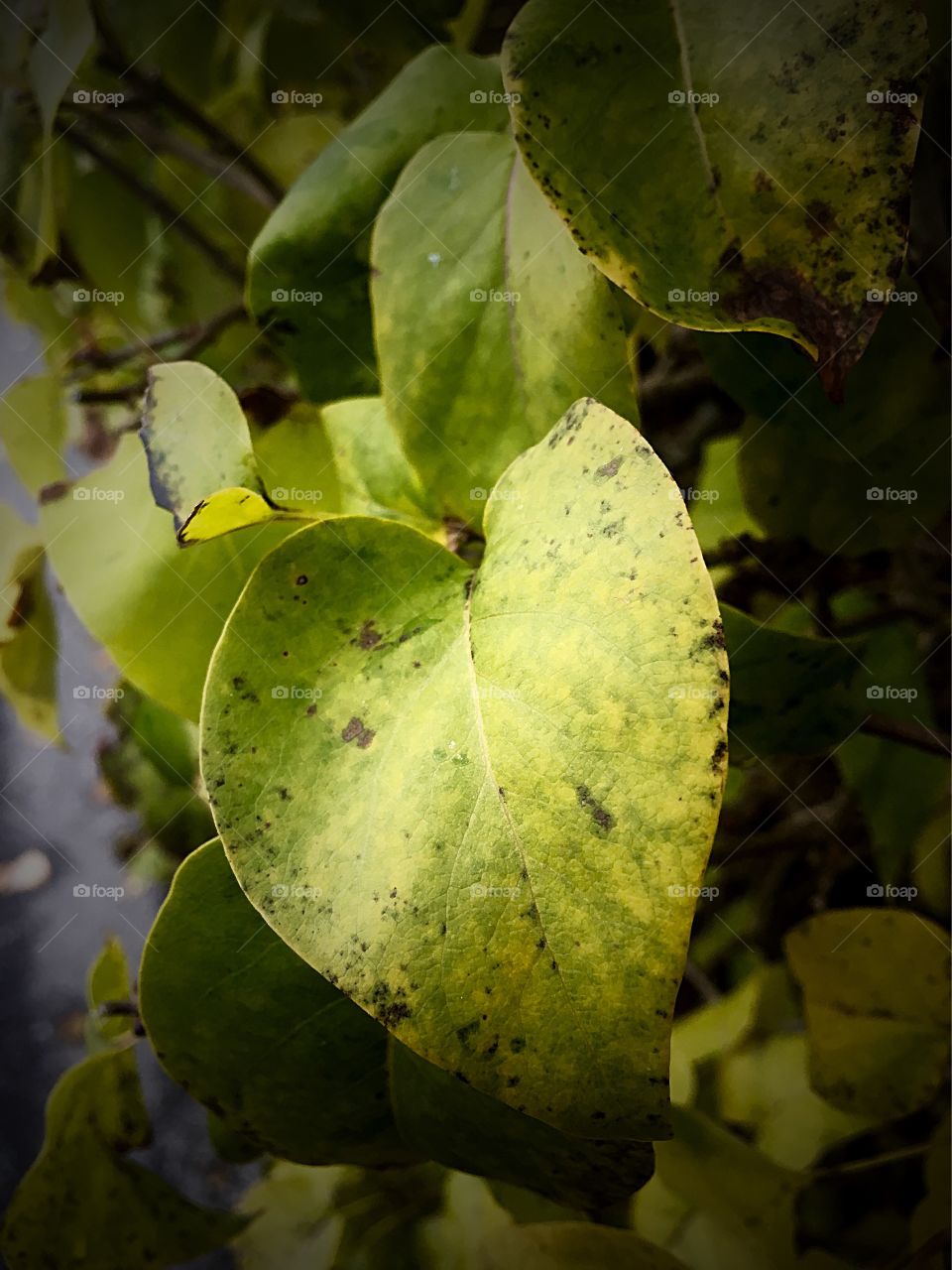 Leaf

