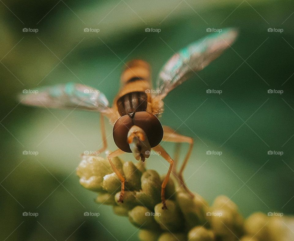 A wild insect in a Ukrainian field