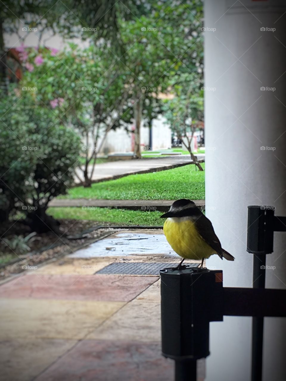 A Great Kiskadee bird, in Portuguese called “Bem-te-vi” (in a free translation “I see you fine”), in the snack bar eating area, just waiting for the opportunity to steal the bread from some poor, unaware person, like me.