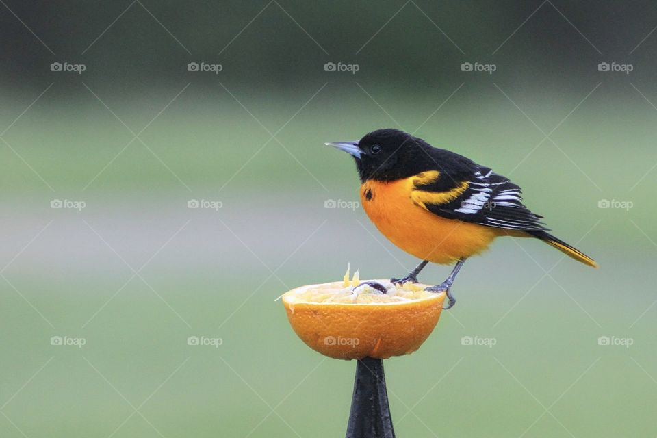 Baltimore Oriole 