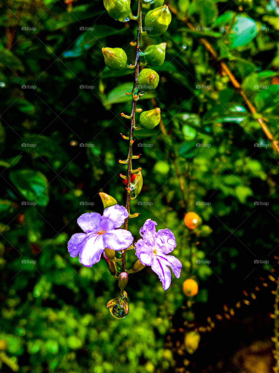 rain drops and Nature colourful life