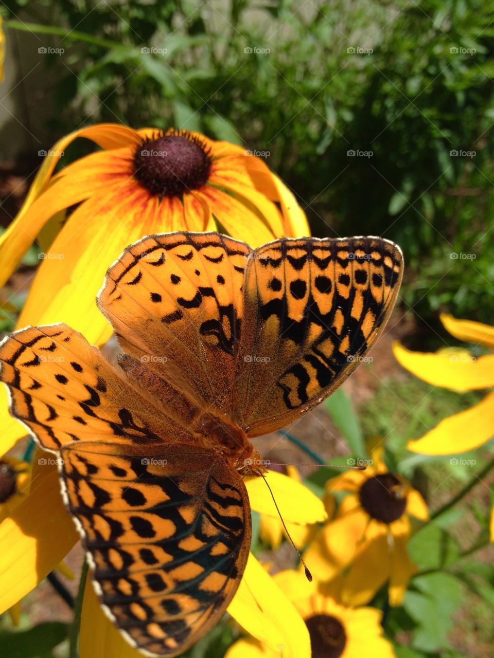 Butterfly on Black Eyed Susan's Flowers