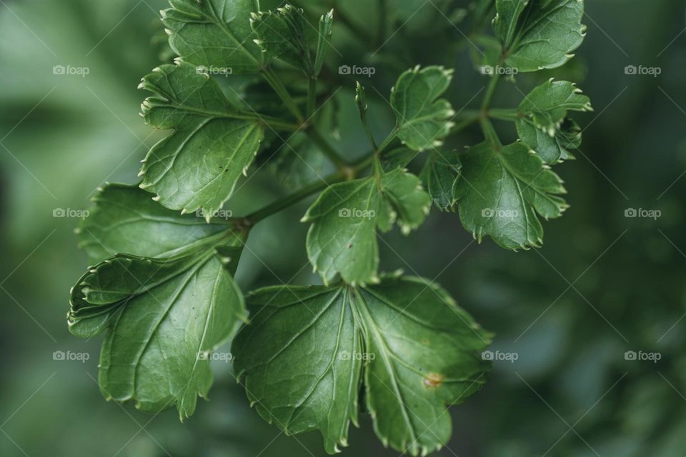 green leaves