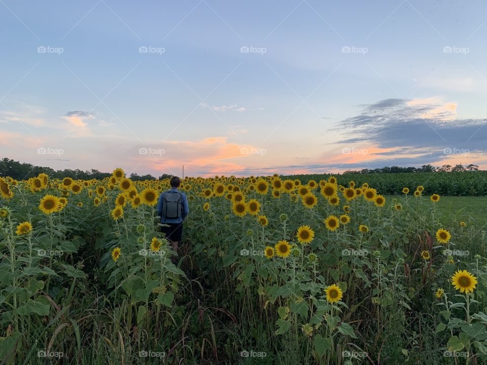 A beautiful sunset on a warm summer evening