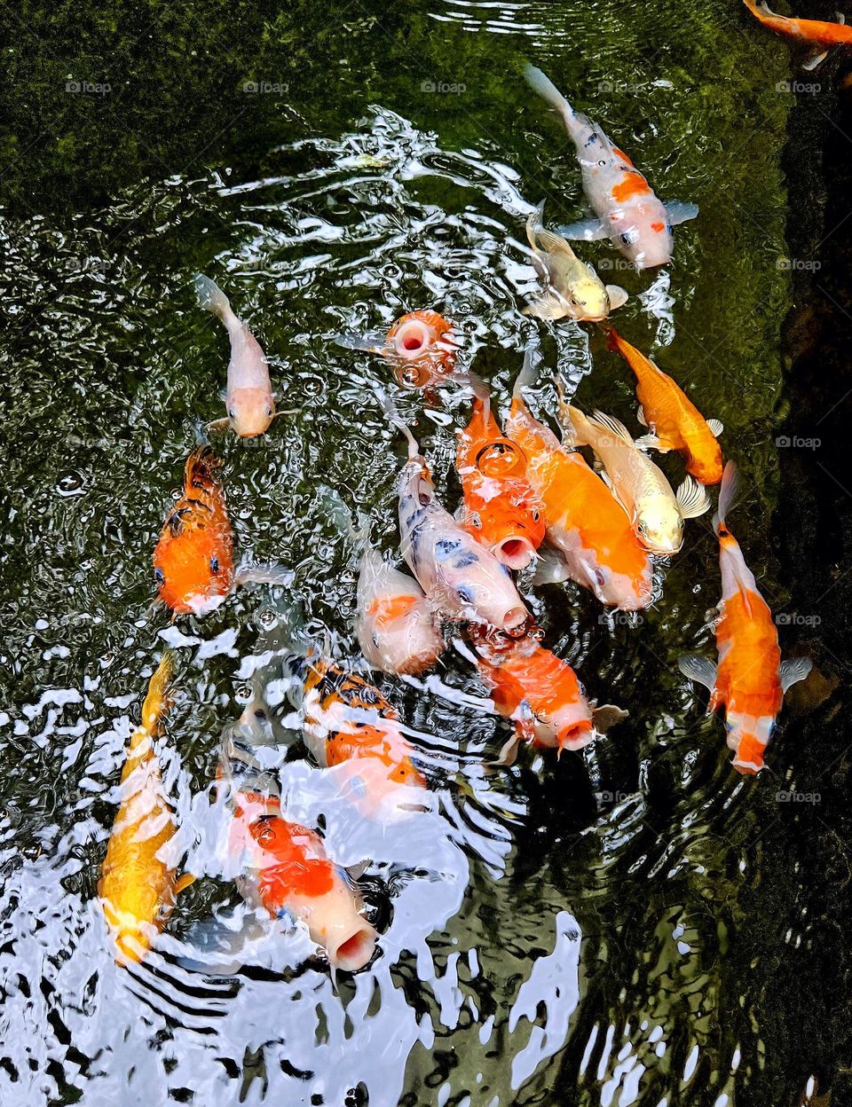 Carp comes, good luck comes