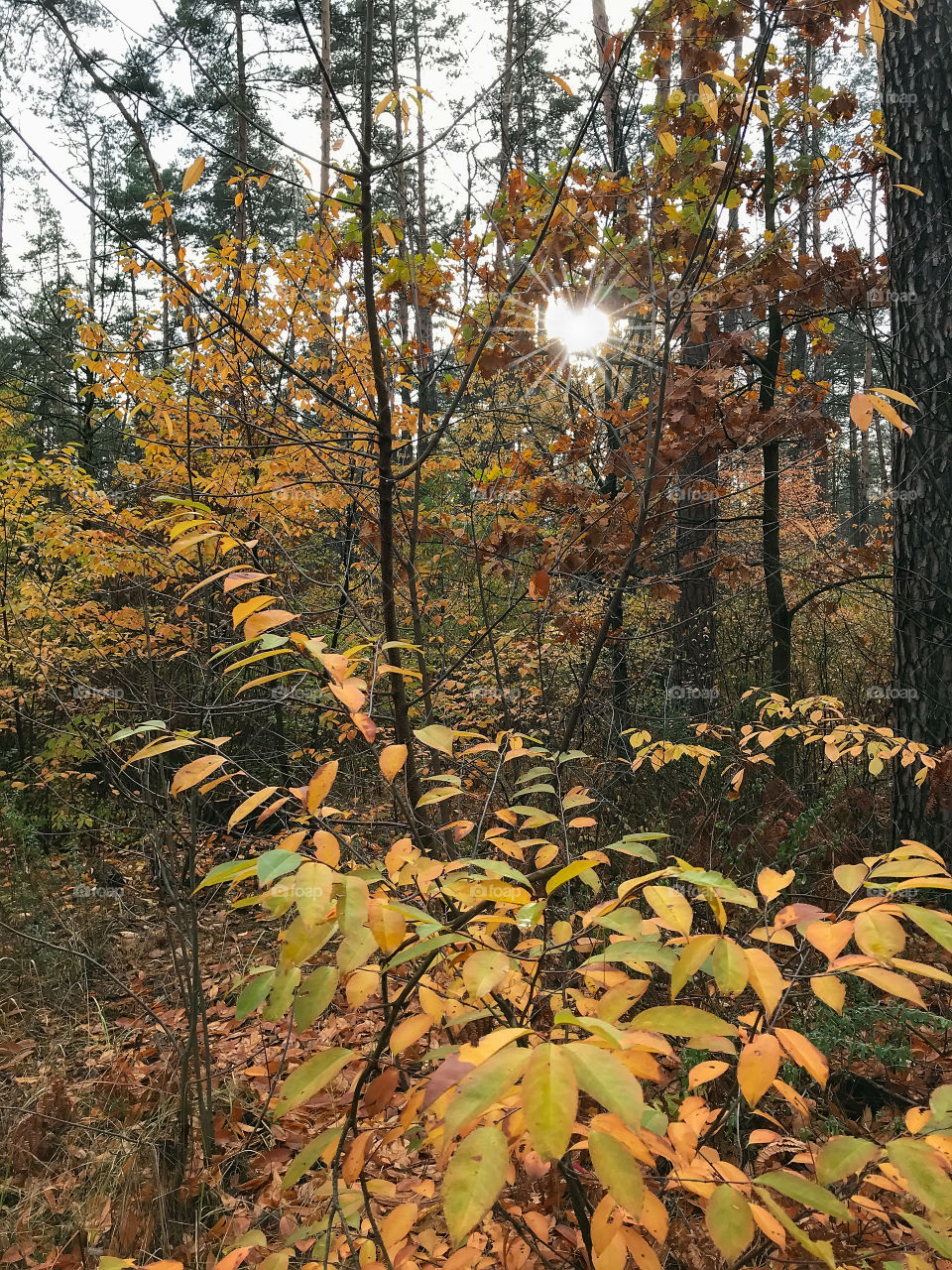 Autumn forest 