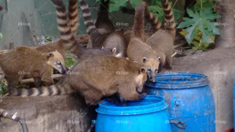 Quati na busca pela sobrevivência na cidade 