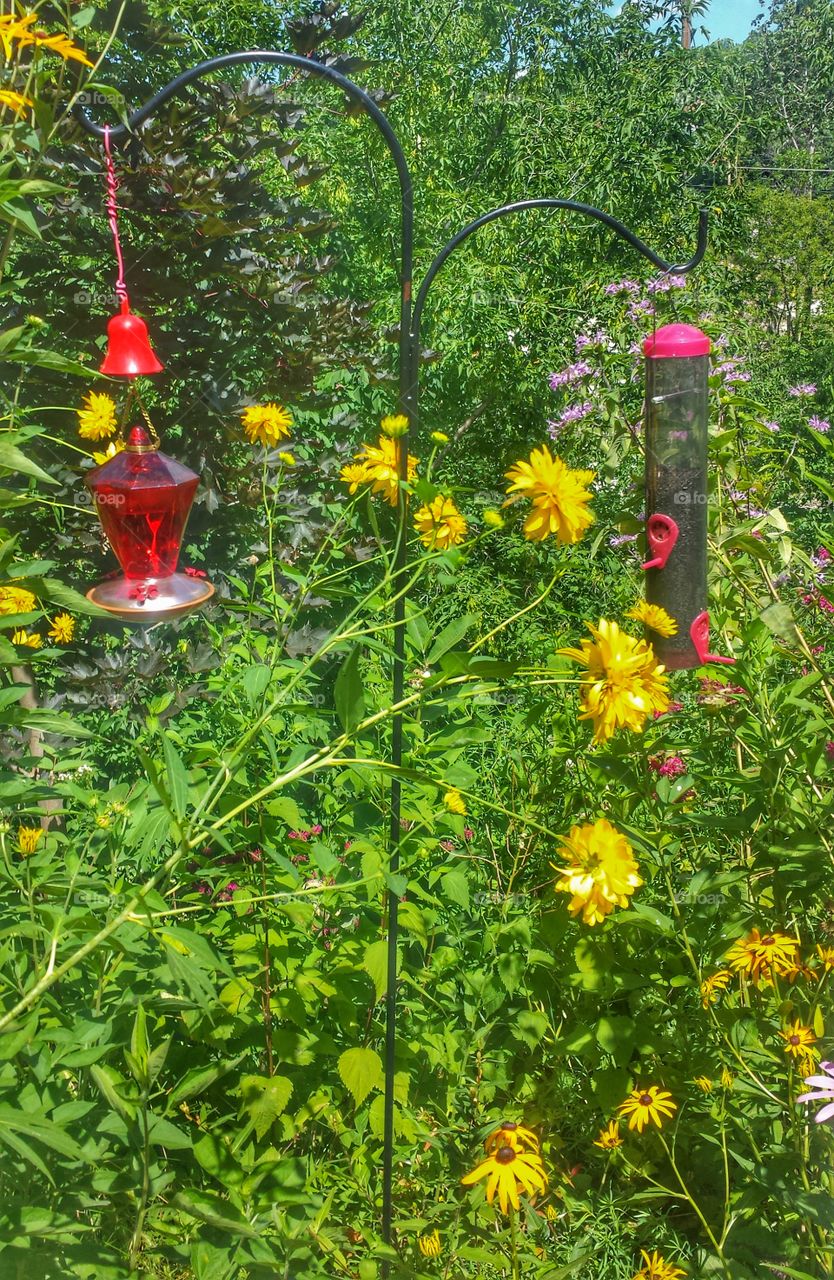 Colorful Garden. Bird Feeders & Sunflowers