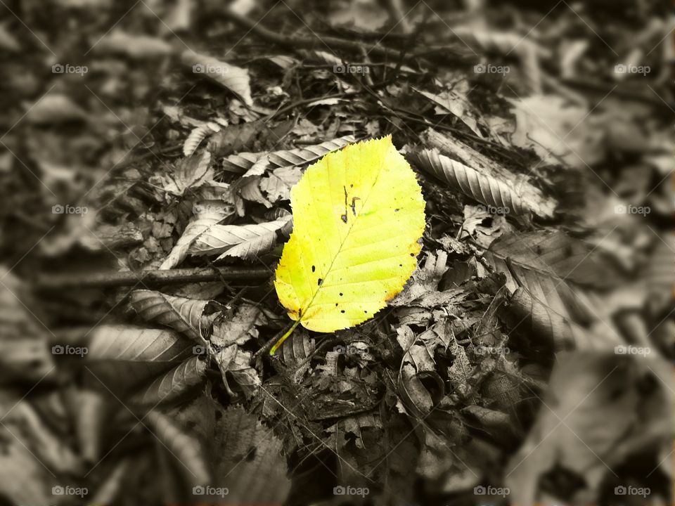 yellow leaf