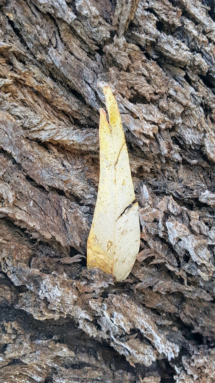 leaf and tree