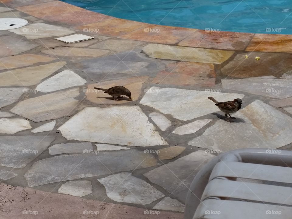 Friends by the pool