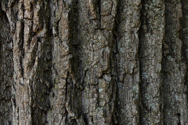 Tree bark texture 