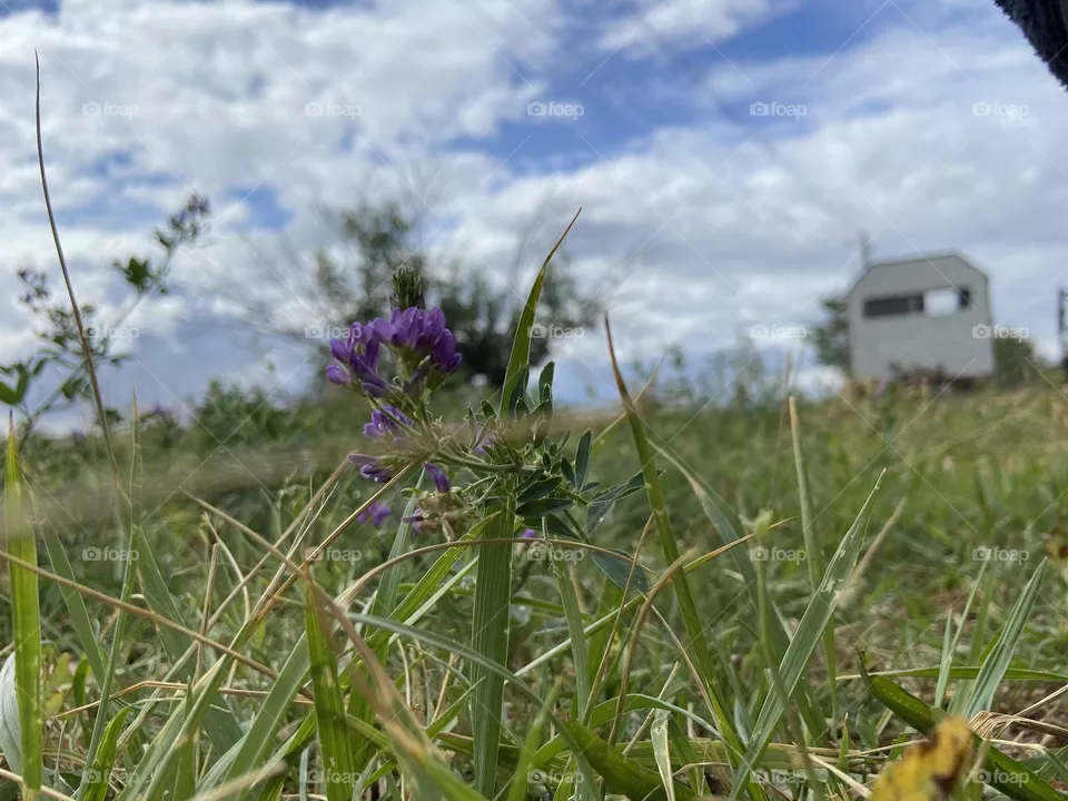 Purple flower 