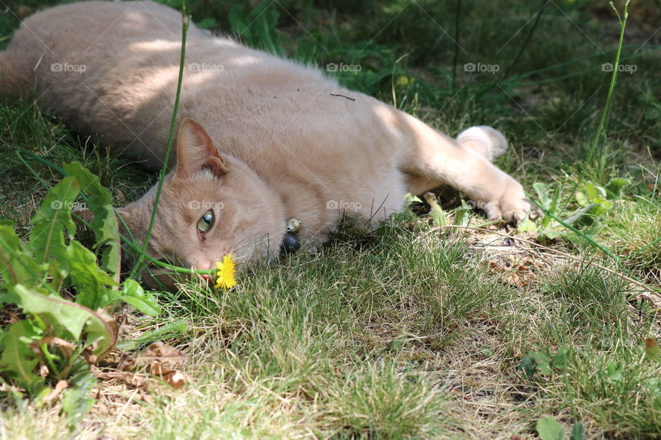 Green eyed kitty