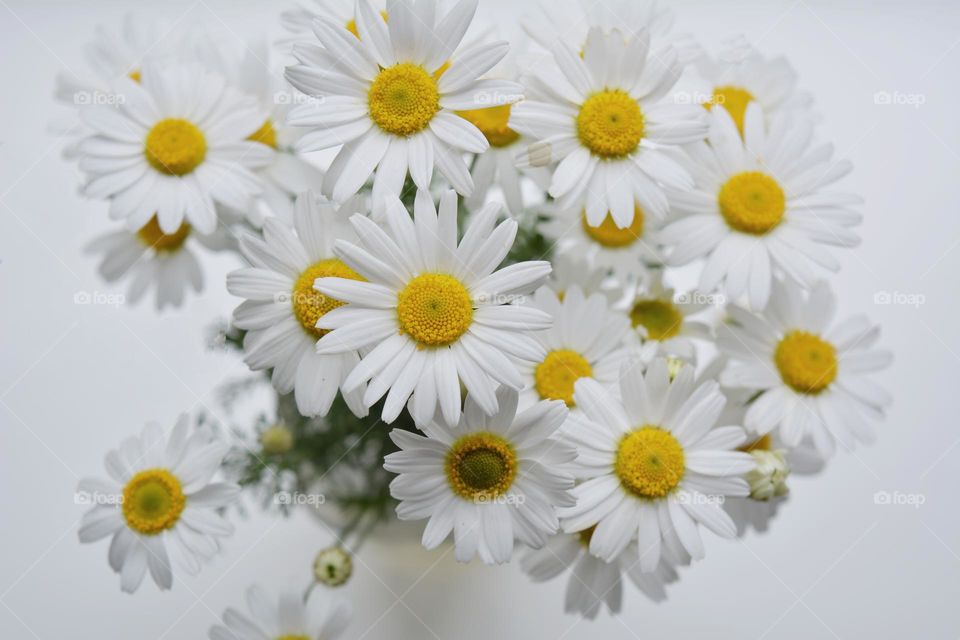 camomile flowers round beautiful texture