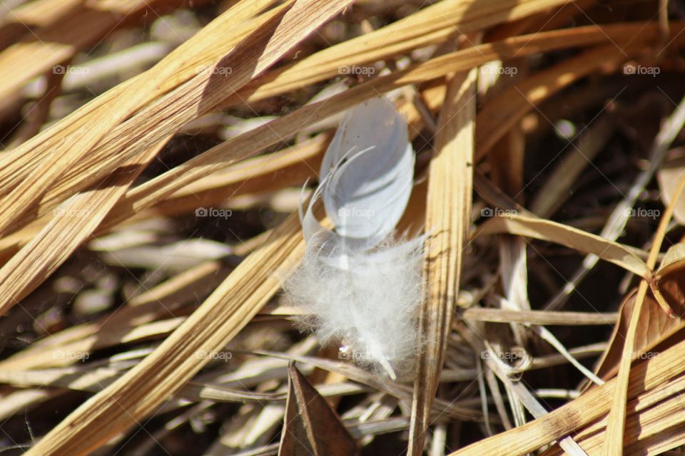 Birds Flying South Leaving Behind Only Feathers