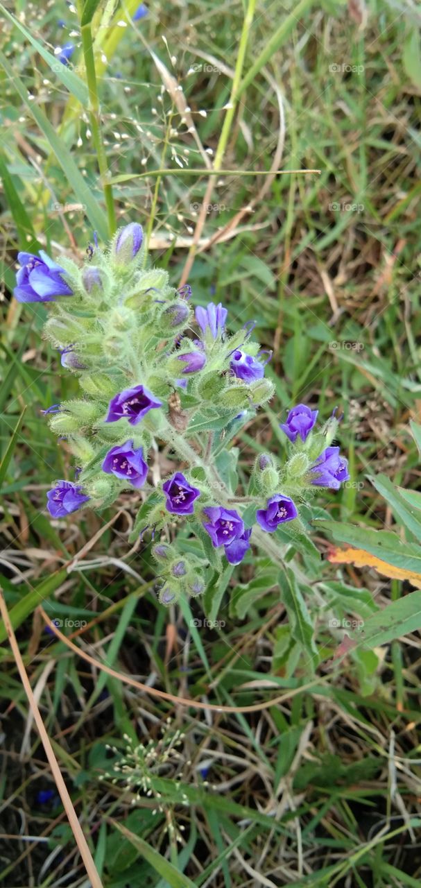 Echium vulgare, known as viper's bugloss and blueweed. Flowering plant species in the Boraginaceae borage family. Its native to most of Europe, and western and central Asia and appears as a species introduced in northeast North America.(south borneo)