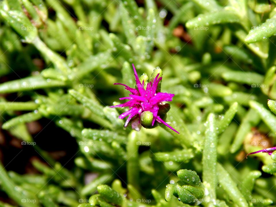 Splash of Purple in a sea of green. small purple flower on a large green plant