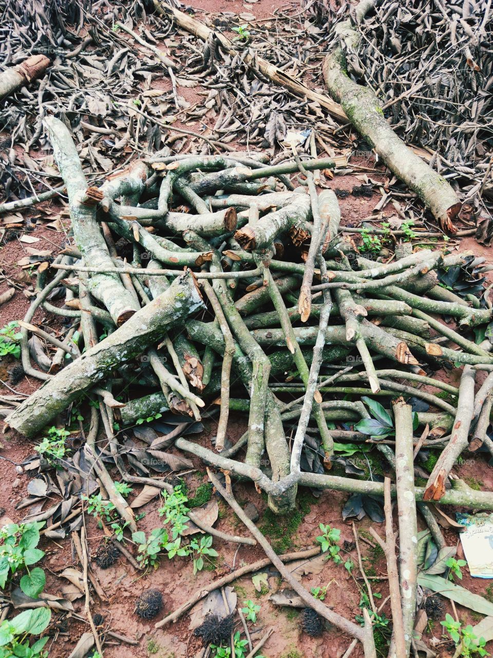 the piece of firewood that had just been cut came from the rambutan tree