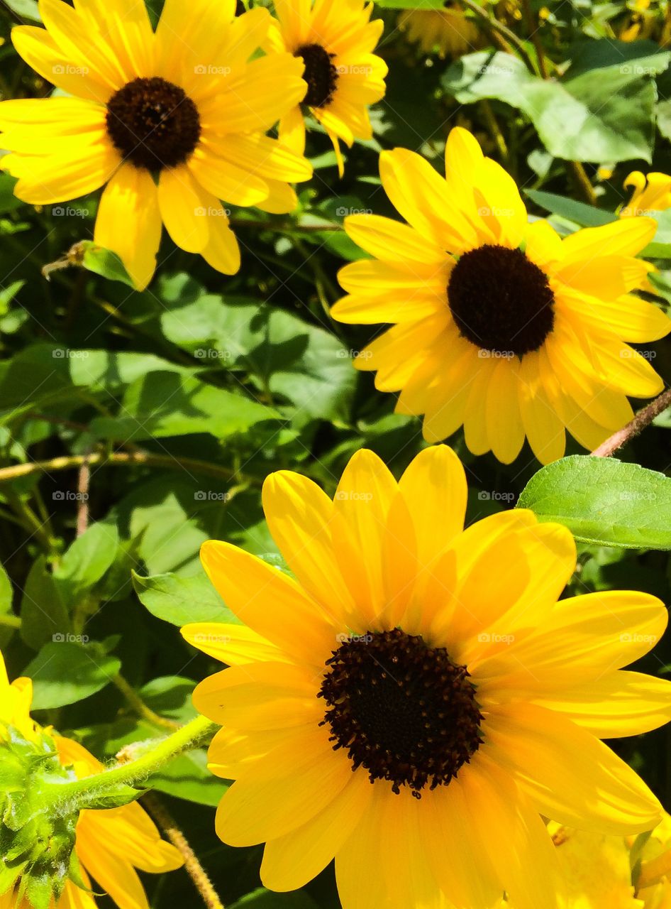 Three bright and colorful Sunflowers close up 