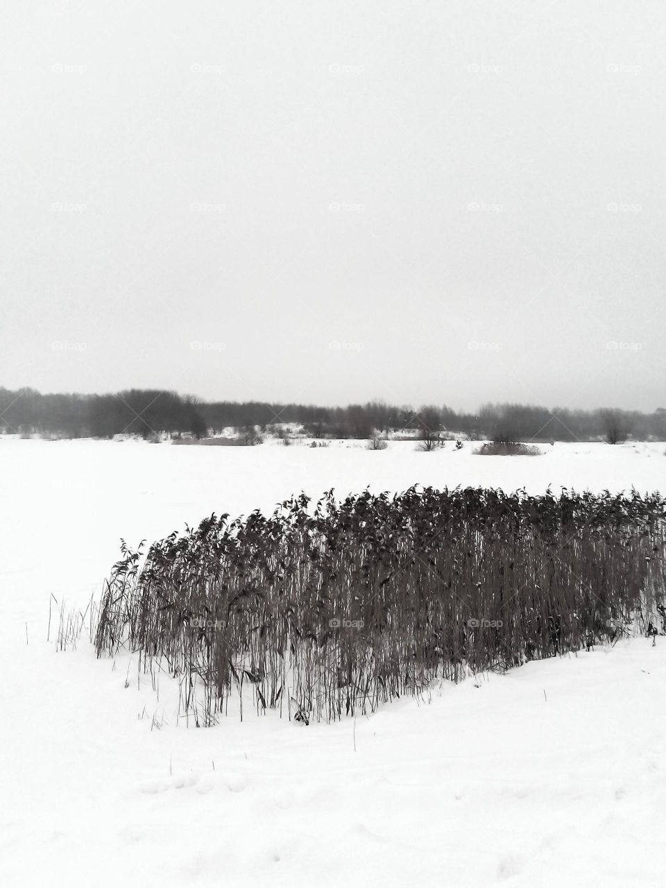 Winter, Snow, Landscape, Fog, Tree