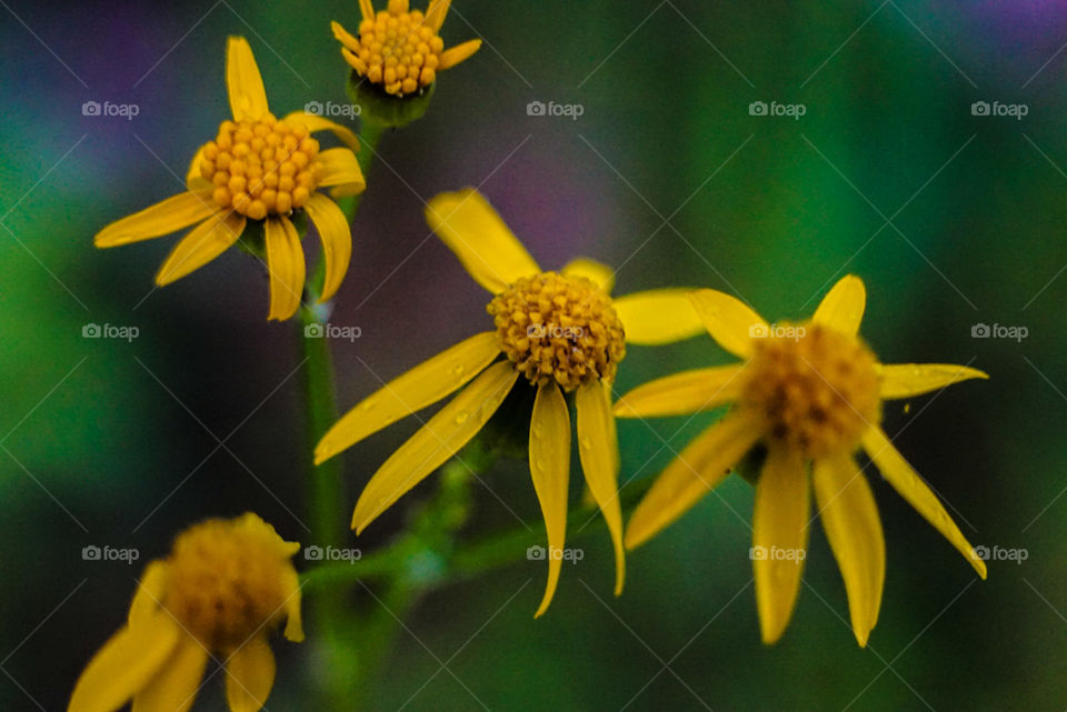 macro flowers