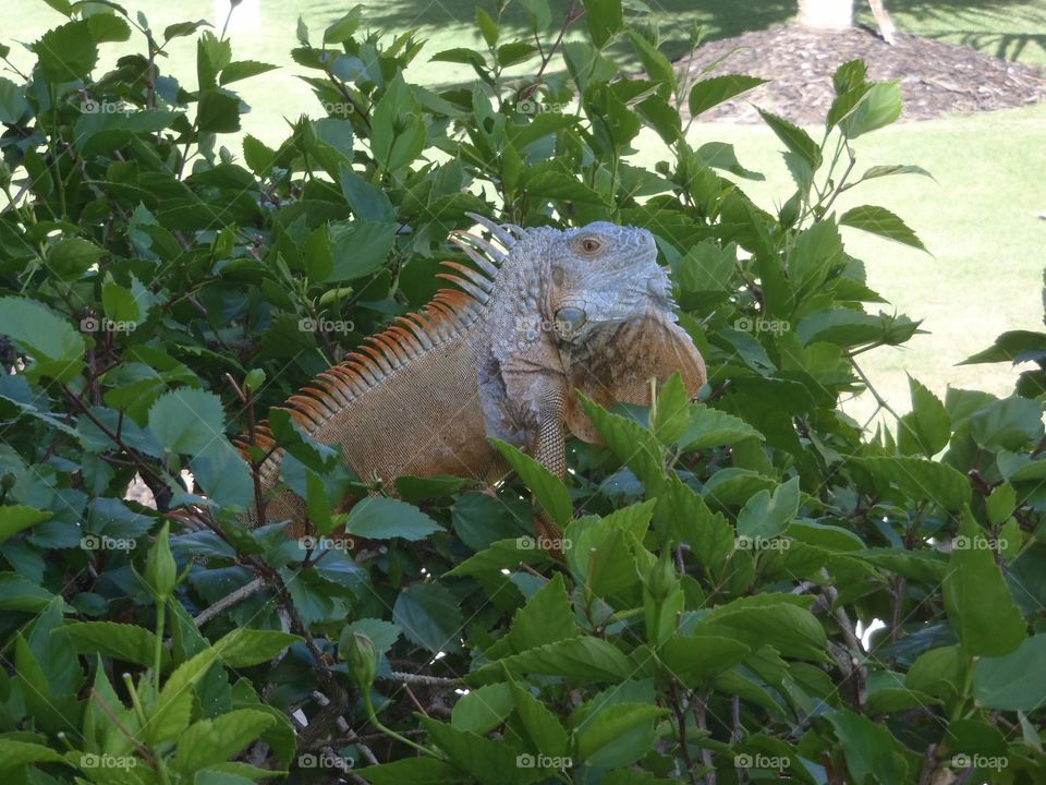Cayman iguana 