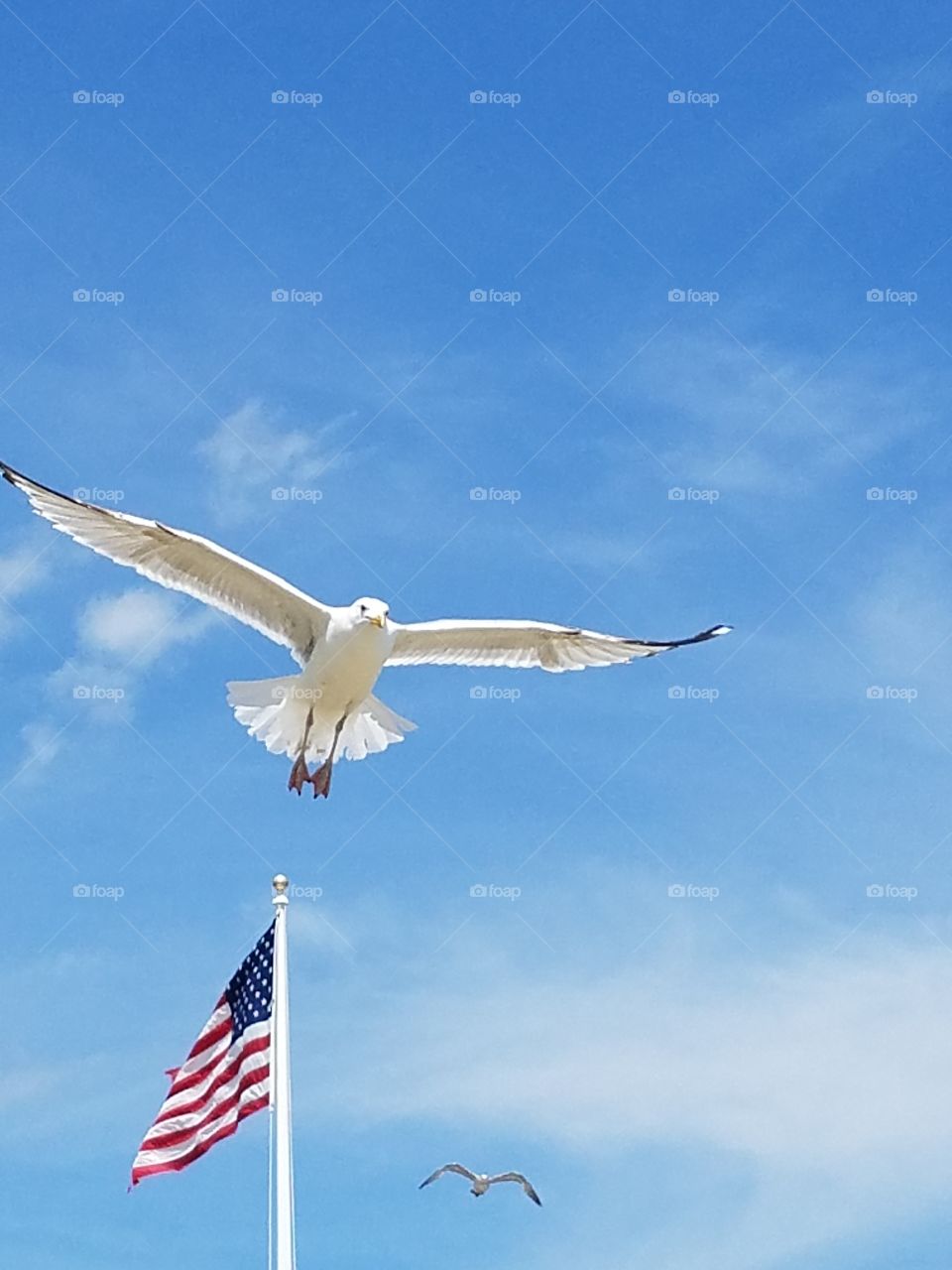 American Seagull