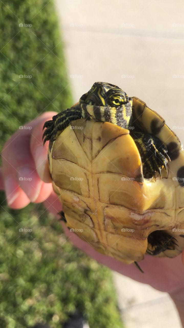 Saved a turtle! Florida, sunny, turtles, sea life 