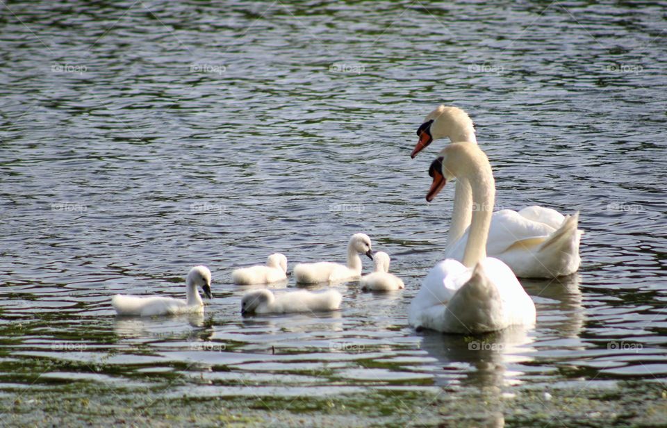 family of mute swan