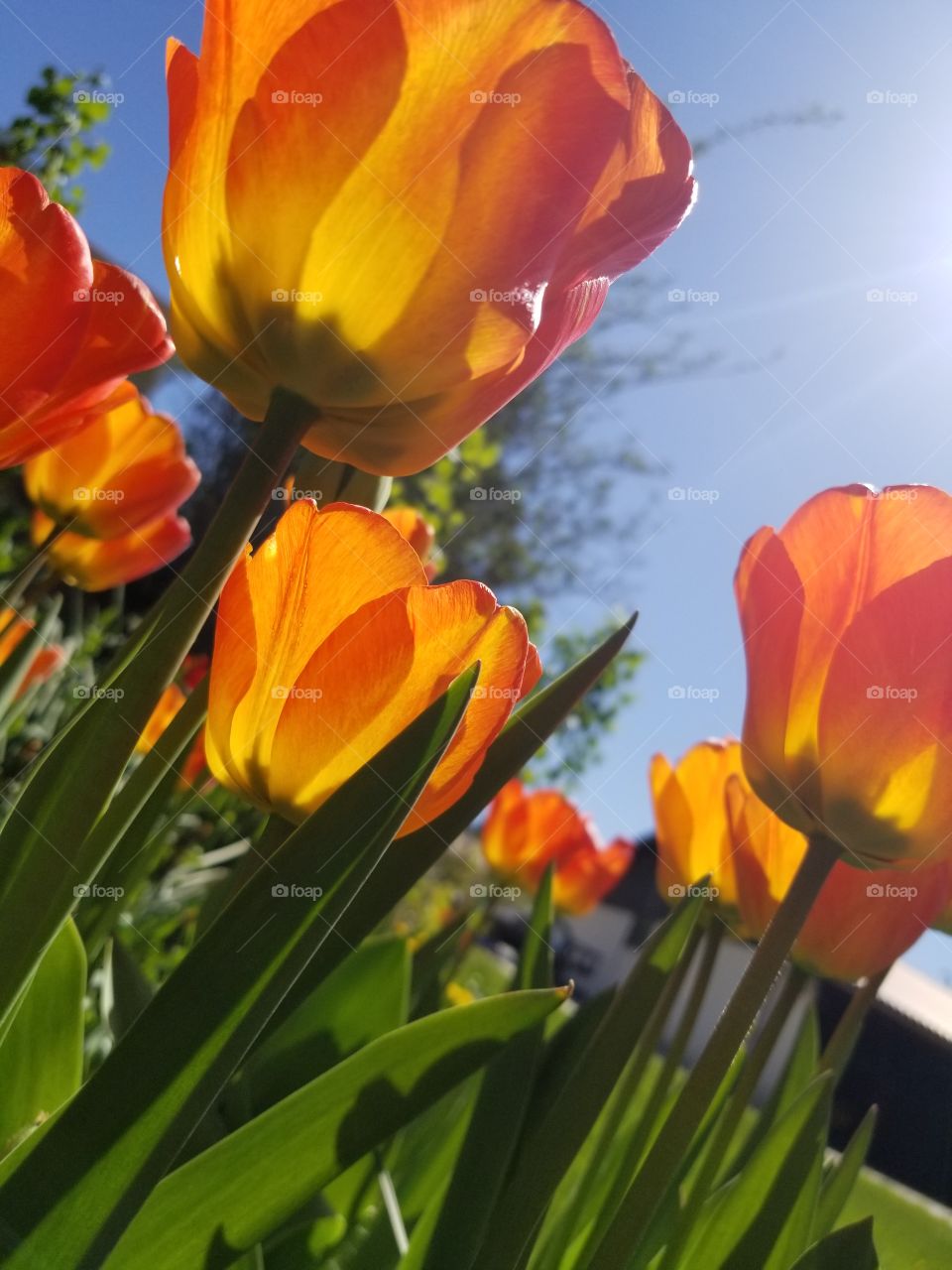 Some tulips enjoying the sun.