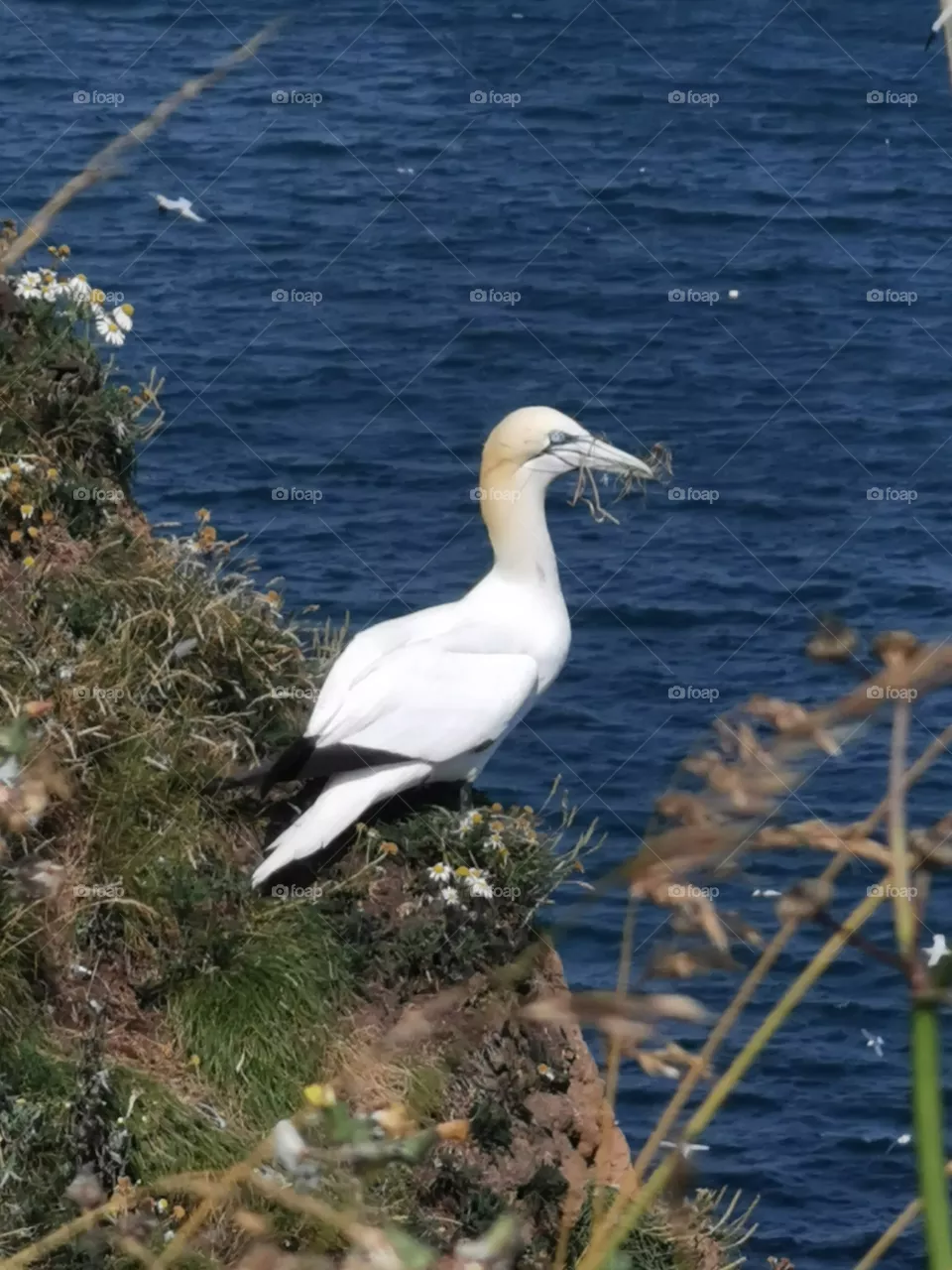 Gannet building nest