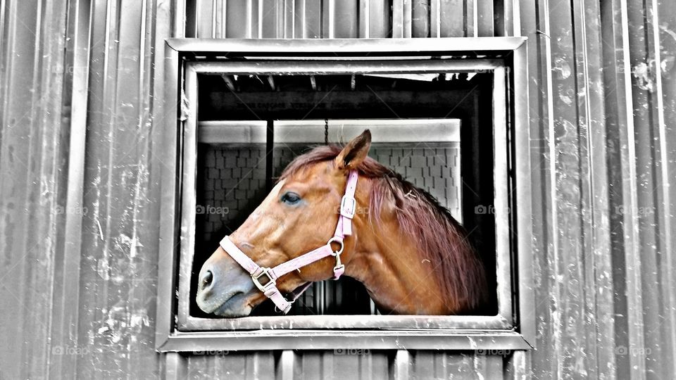 Horse standing in stable