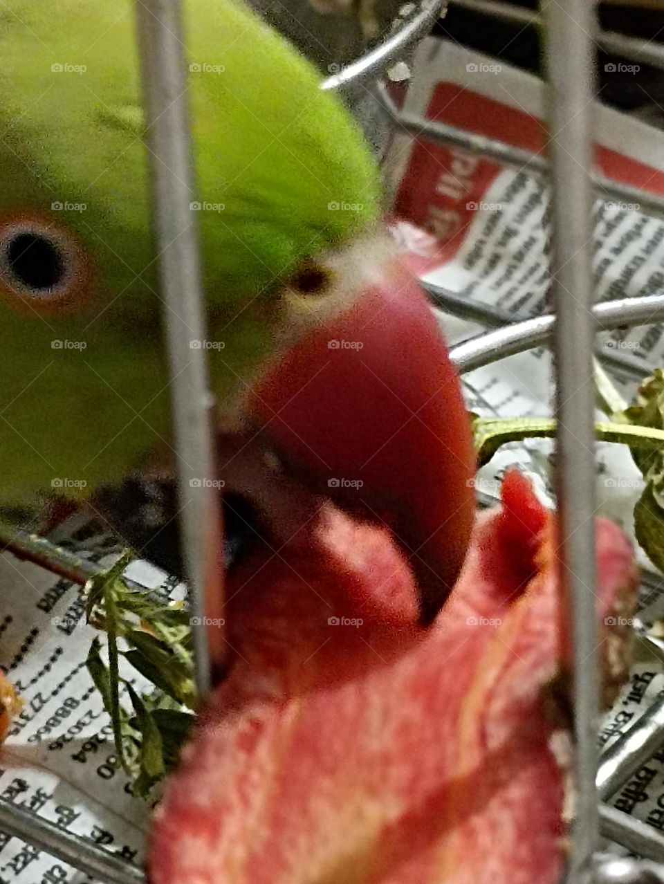 parrots have a very strong beak  to bite 🥕🥕🥕carrot